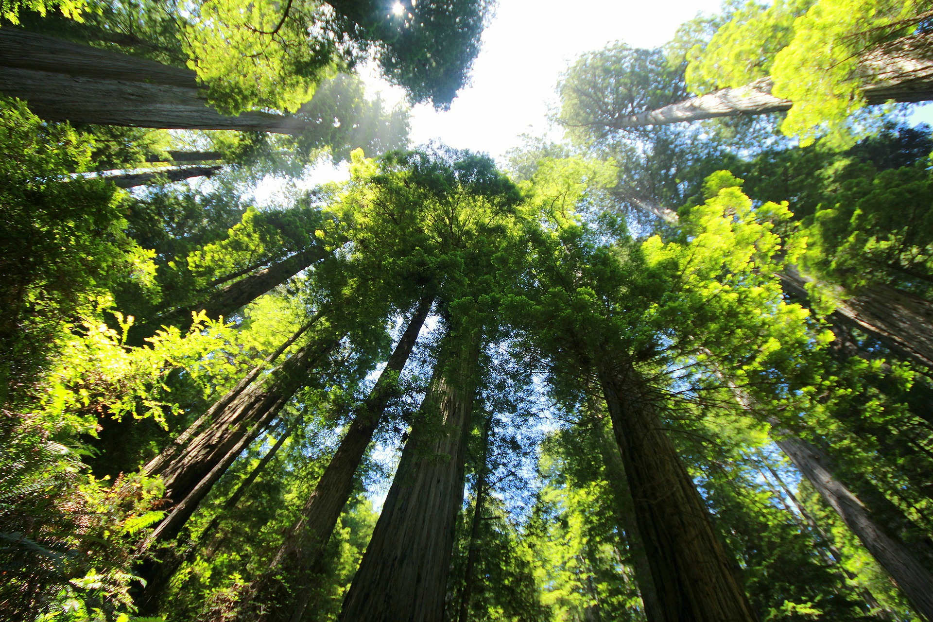 Como o Brasil pode se beneficiar com a precificação de carbono. Na imagem: Floresta de sequoias fotografada de baixo para cima (Foto: Simi Luft/Pixabay)