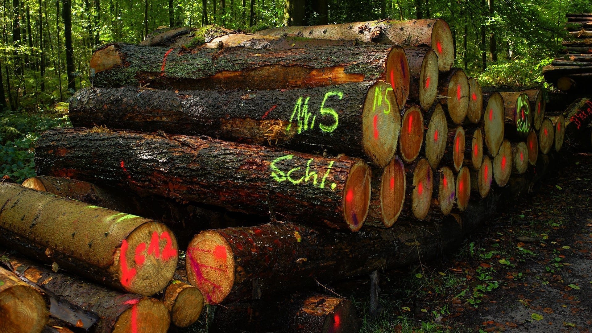 Árvores cortadas, extração de madeira em floresta madeira