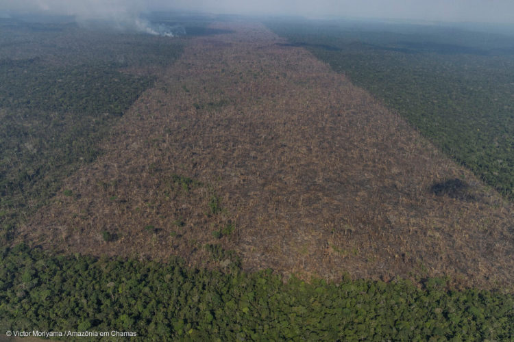 Vista aérea de um desmatamento na Amazônia para expansão pecuária, em Lábrea, Amazonas - Foto: Victor Moriyama/Amazônia em Chamas