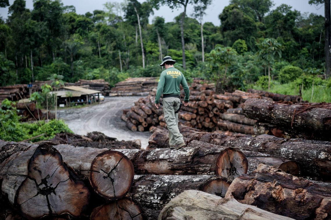 Ibama no combate ao desmatamento ilegal na Terra Indígena Pirititi, em Roraima/RO (foto: Ibama)