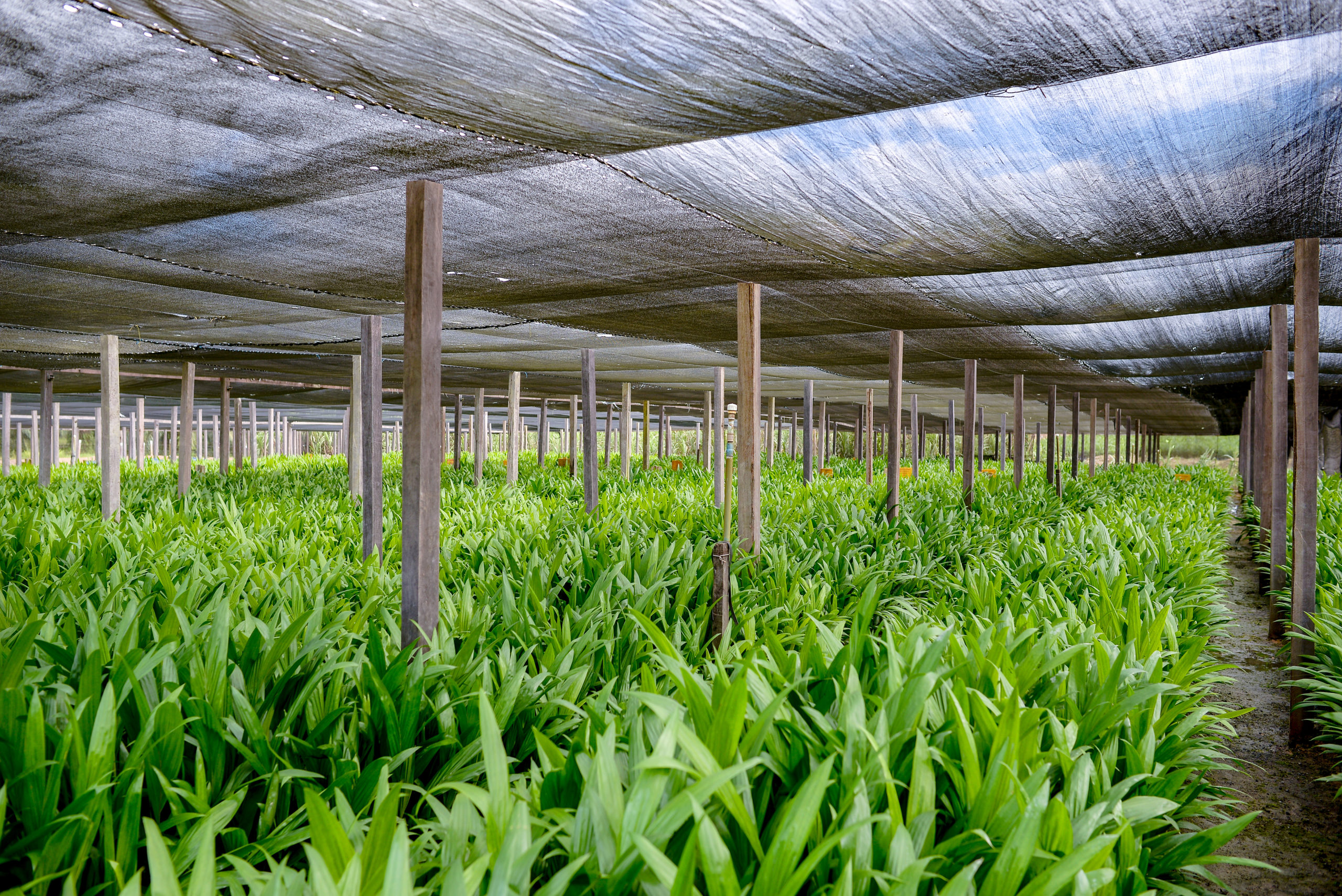 Cultivo da palma, cujo óleo será matéria-prima para SAF e HVO da BBF (Foto: Camila Batista/Divulgação)