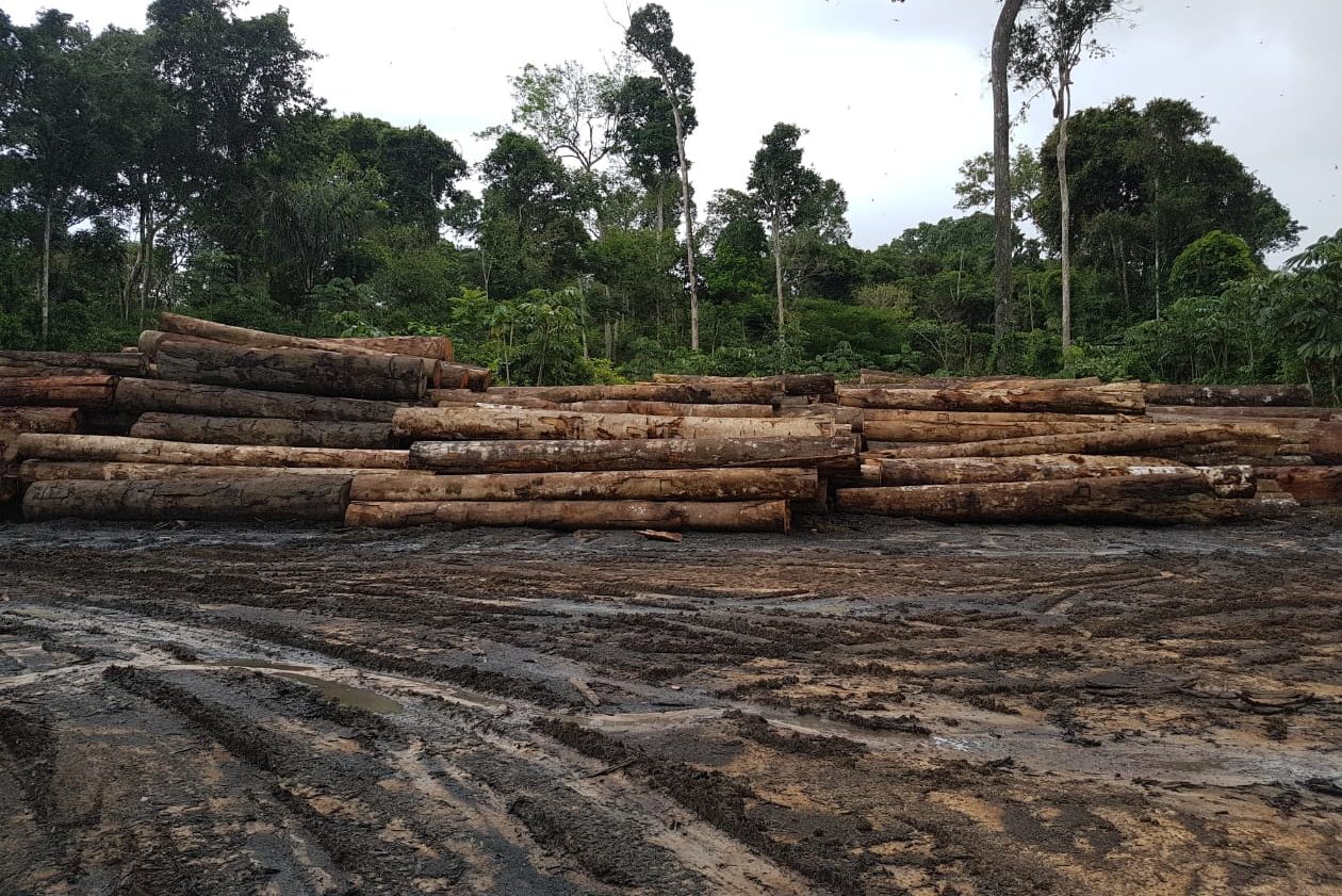 Na imagem, madeira extraída ilegalmente apreendida na Terra Indígena Pirititi, em Roraima