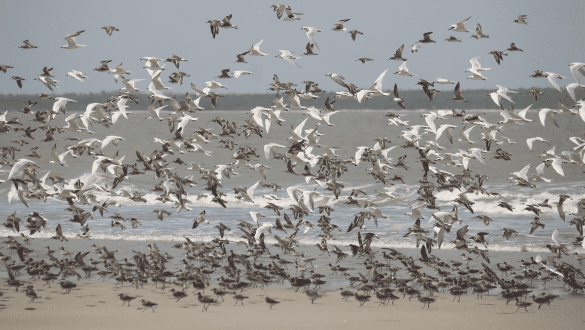 As características da normativa estadual para produção de hidrogênio verde do estado do Ceará. Na imagem, revoada de aves migratórias na reserva Cururupu (Foto: Danielle Paludoa/ICMBio)