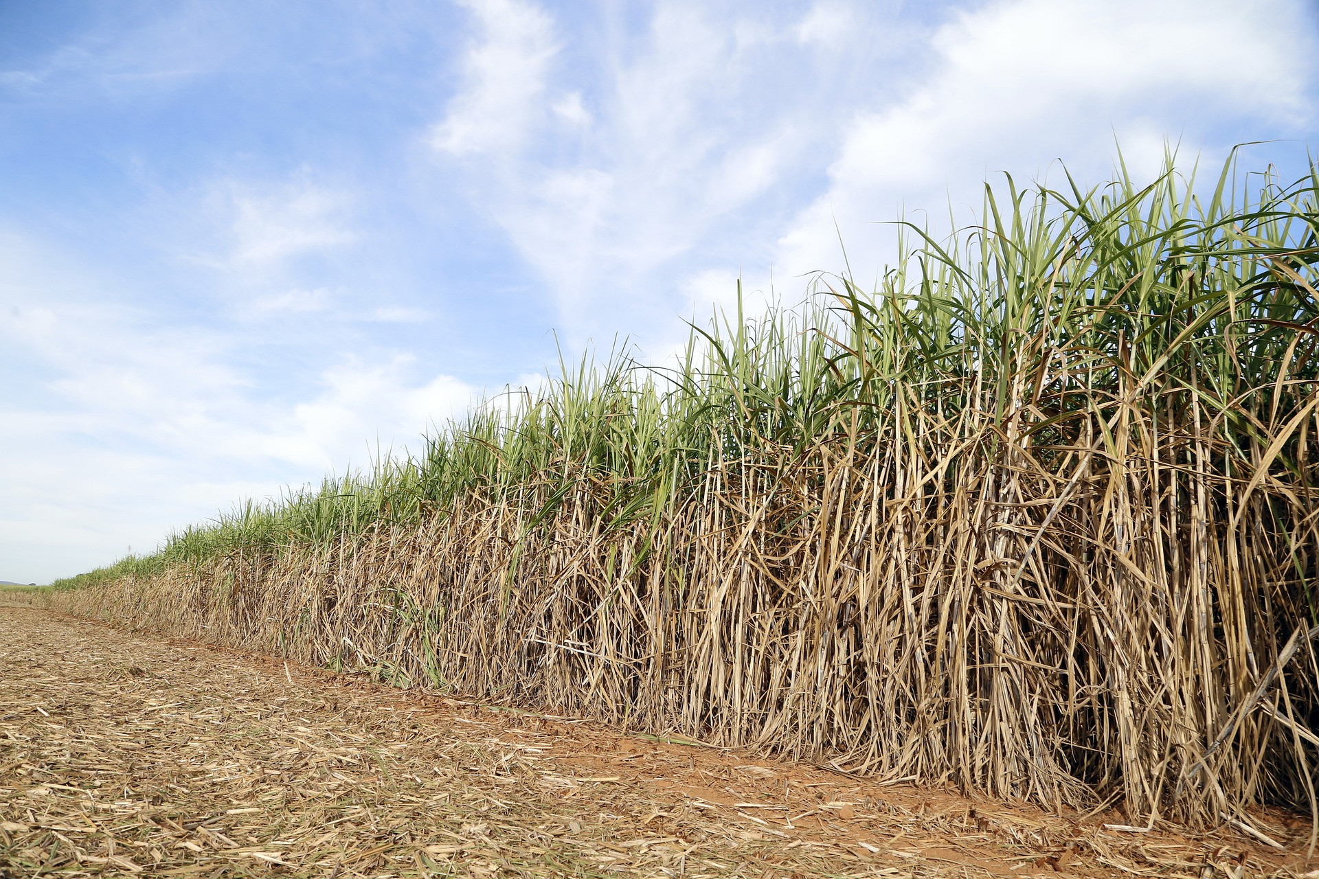 Pesquisadores avaliam produção conjunta de biocombustíveis para preservar áreas de cultivo de cana-de-açúcar [na imagem] (Foto: João Lima/Pixabay)