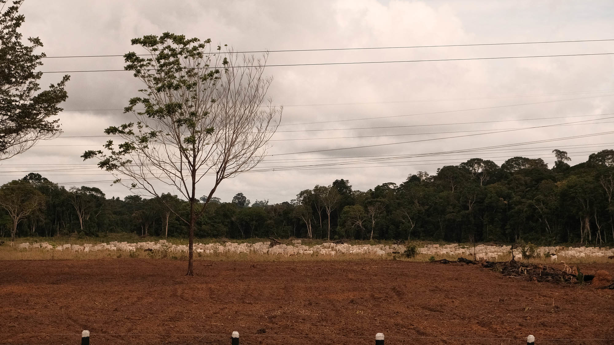 Crédito para commodities com risco florestal aumentou mais de 60%. Na imagem, gado em pastagem próxima à floresta em Rondonia (Foto: Alexandre Cruz Noronha/Amazônia Real)