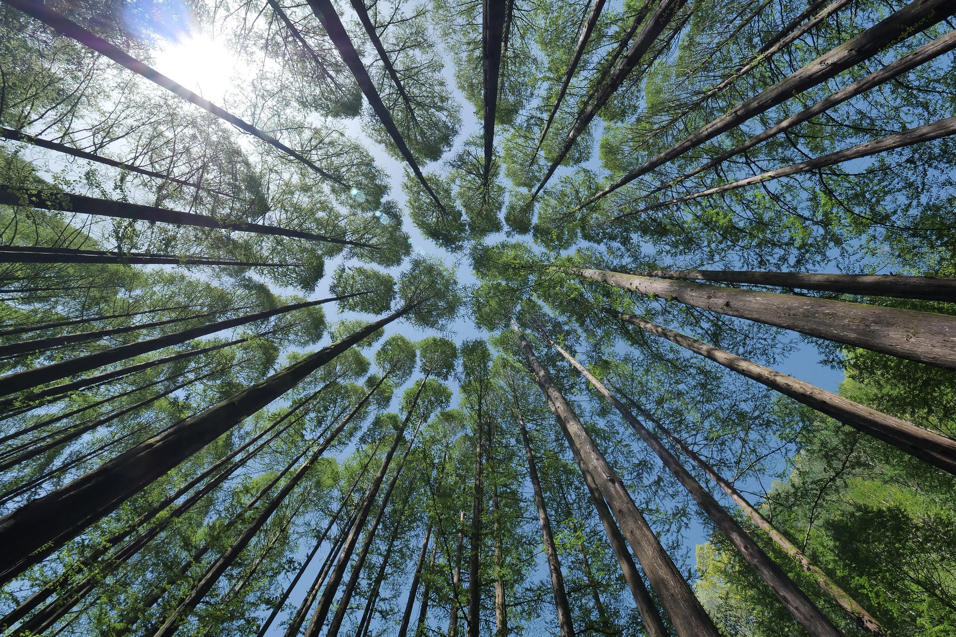 Dúvidas sobre qualidade desaceleraram mercado de carbono em 2022. Na imagem: Floresta de eucaliptos vista de baixo para cima (Foto: Pixabay)