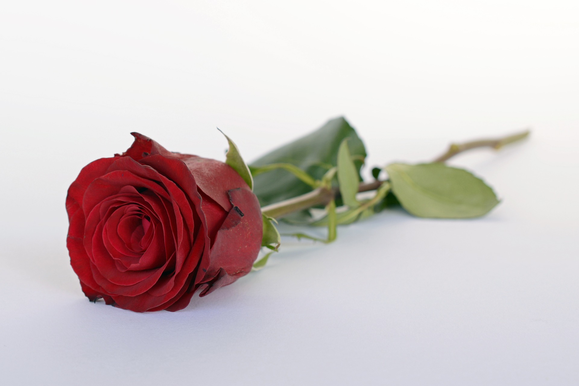 Dia das mulheres: Por que todo 8 de março é a mesma coisa? Na imagem: Rosa vermelha sobre superfície branca (Foto: Pixabay)
