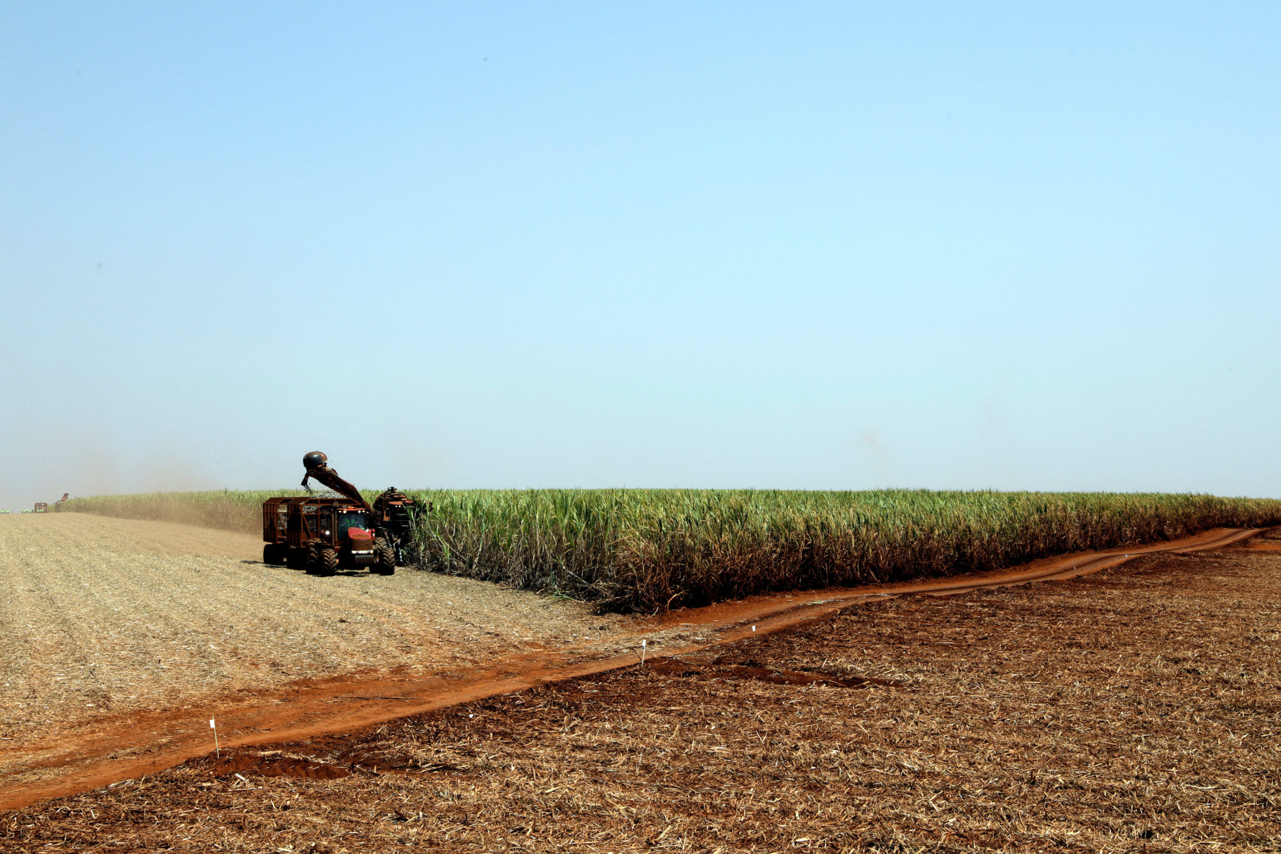 Colheitadeira corta cana-de-açúcar em campo da Usina São Martinho, em Pradópolis (SP)