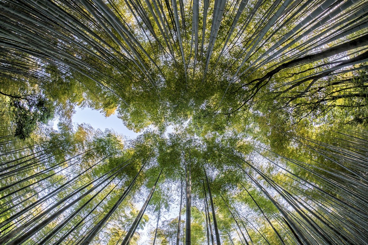 Precificação do carbono rendeu quase US$ 100 bi em receitas em 2022, aponta Banco Mundial. Na imagem: Floresta de bambus vista de baixo para cima (Foto: Thanapat Pirmphol/Pixabay)