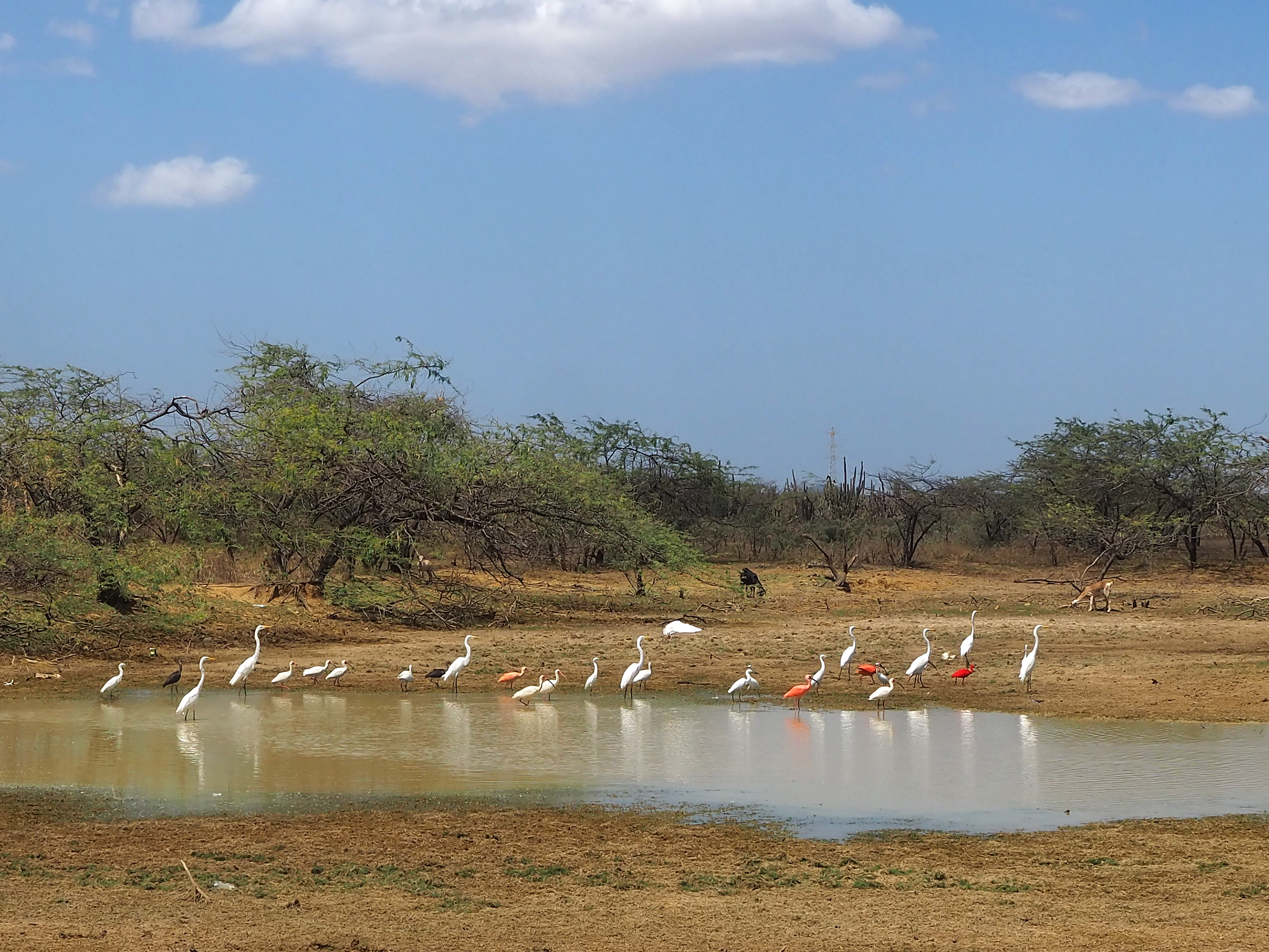 Garças-brancas e guarás-vermelhos no norte de La Guajira, Colômbia. Os parques eólicos offshore podem trazer riscos às aves migratórias (Imagem: David González M. / Diálogo Chino)