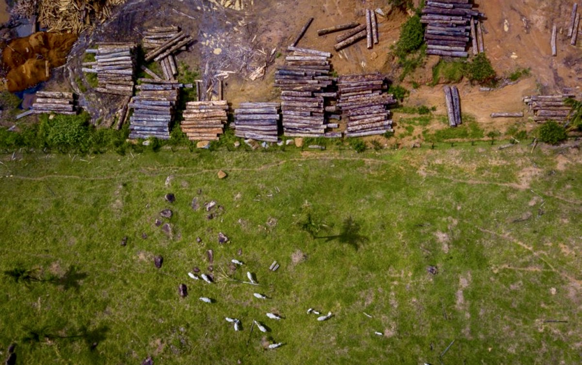Formação de pasto para o gado em região desmatada na Amazônia Legal (Foto: Marcio Isensee/Idesam)