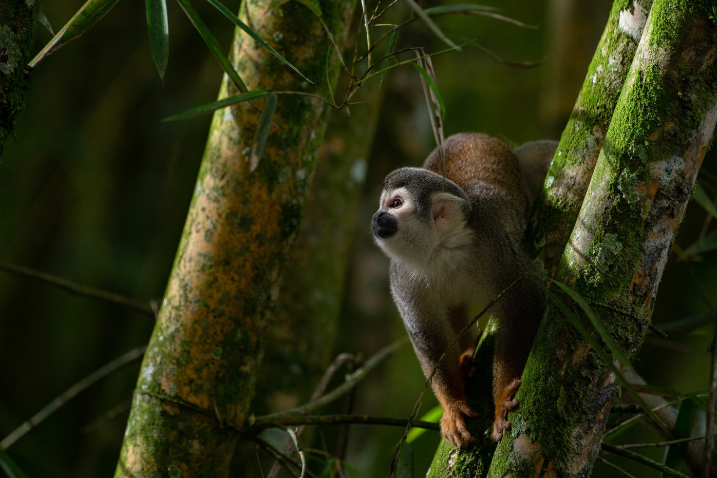 Equador avalia se vai continuar ou não exploração de petróleo no Parque Yasuní, uma das maiores biodiversidades da Amazônia. Na imagem: Macaco-de-cheiro sobre galho de bambu na reserva da biosfera do Yasuní, no Equador, um dos lugares mais biodiversos do planeta (Foto: Flor Ruiz/Diálogo Chino)