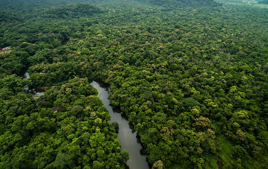 Nova lei de concessões florestais públicas diversifica as possiblidades para a geração de créditos de carbono. Na imagem: Vista aérea de curso de rio em região de reflorestamento da BBF na Amazônia com plantio da palma de óleo, que adapta-se perfeitamente à região amazônica (Foto: Divulgação)