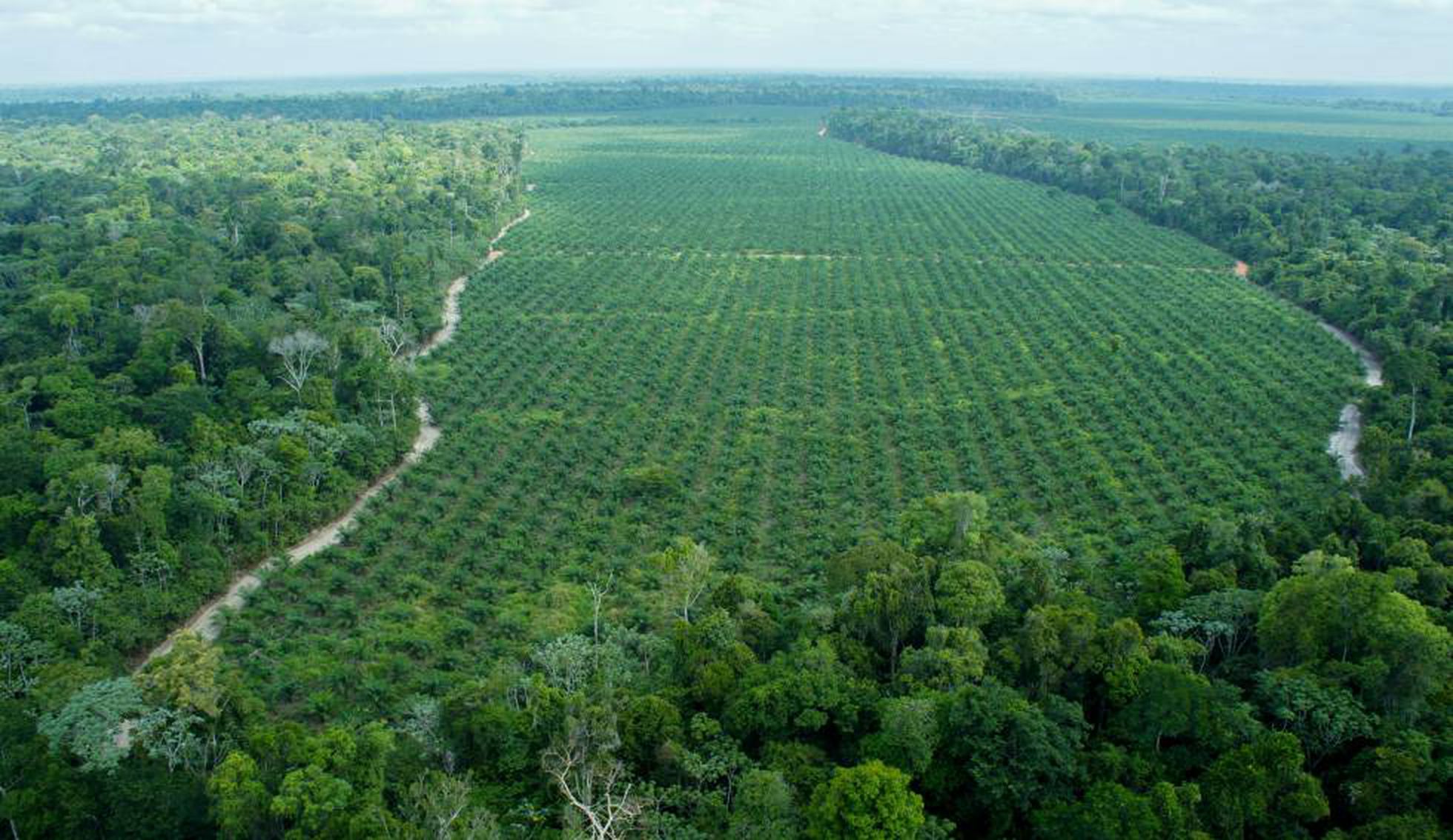 Vista aérea de cultivo do óleo de palma ao lado de vegetação nativa de floresta (Foto: Divulgação Agropalma)