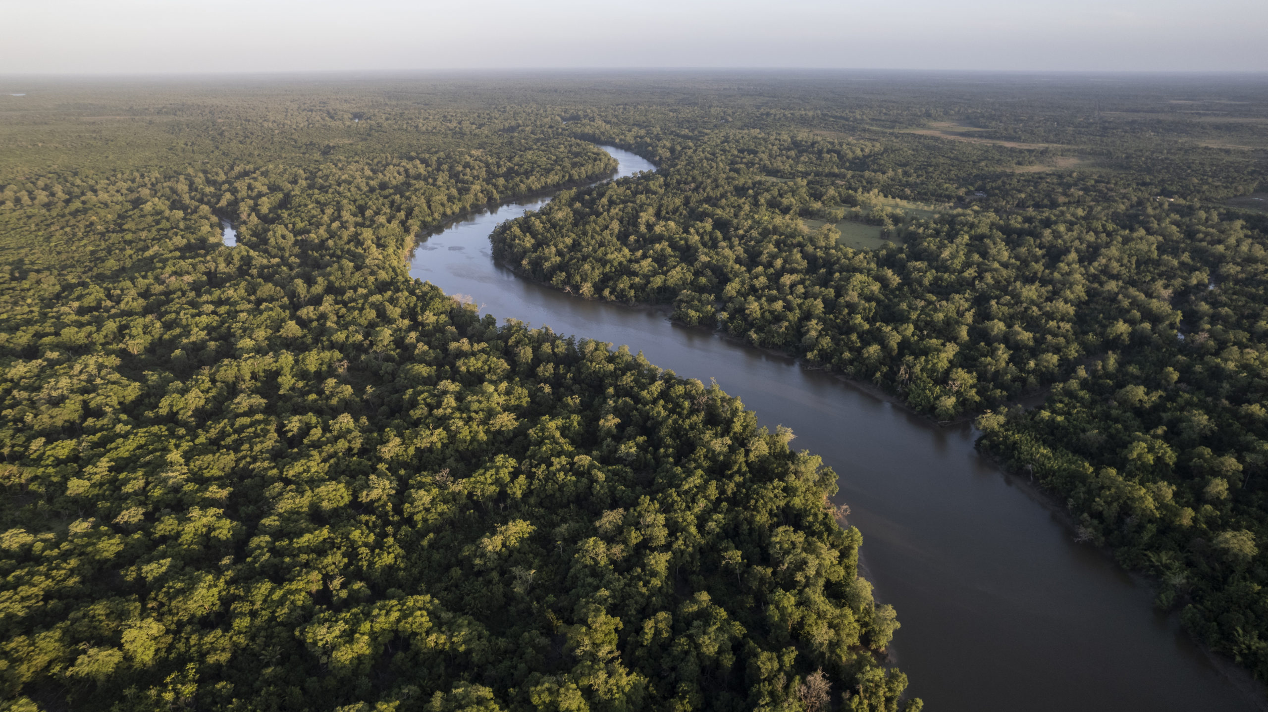 Petrobras adquire créditos de carbono gerados a partir da preservação de 570 hectares da floresta amazônica. Na imagem: Grande volume denso de árvores na Floresta amazônica cortada por rio em dia ensolarado (Foto: Anderson Coelho/E+/Getty Images)