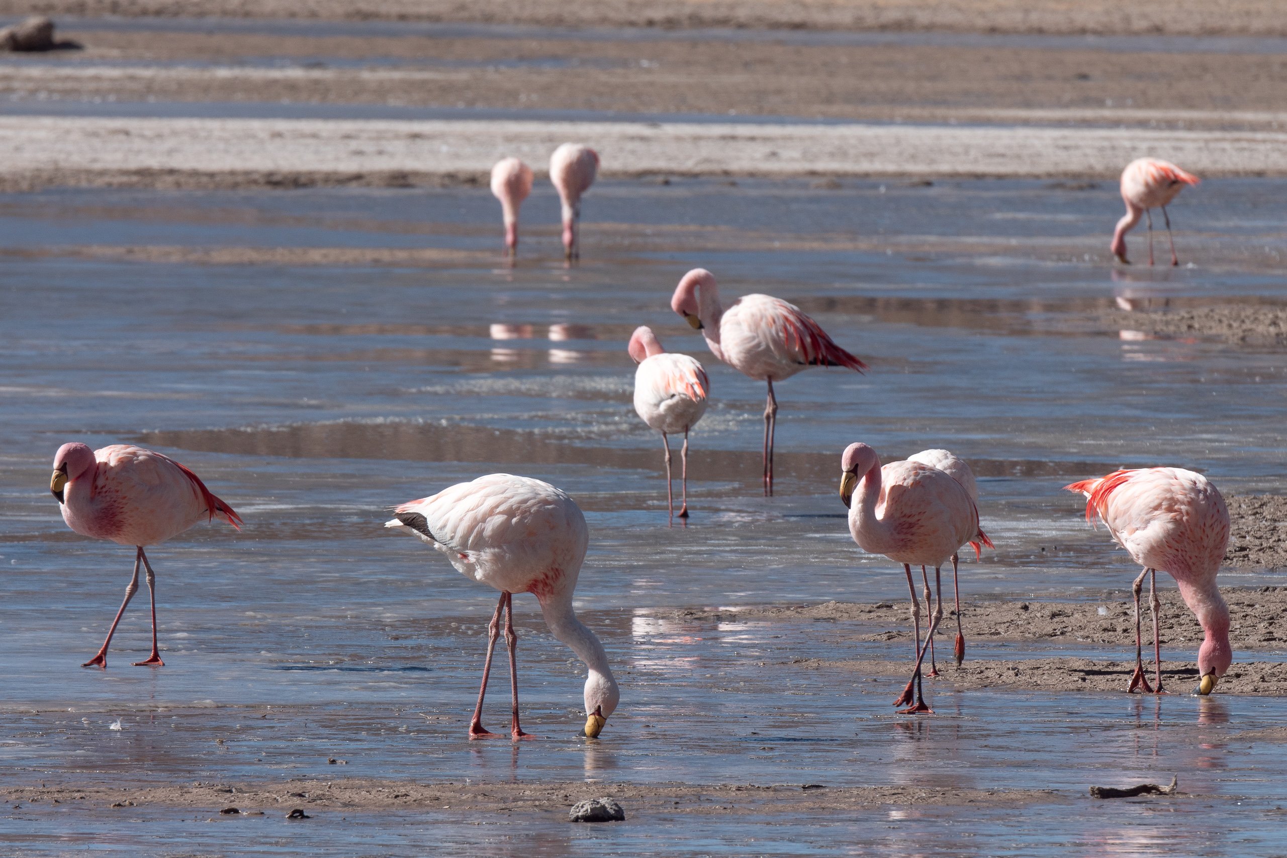 Flamingos em lagoa salgada em Mallku Villamar, perto do Salar de Pastos Grandes (Foto: Ernst Udo Drawert/Diálogo Chino)