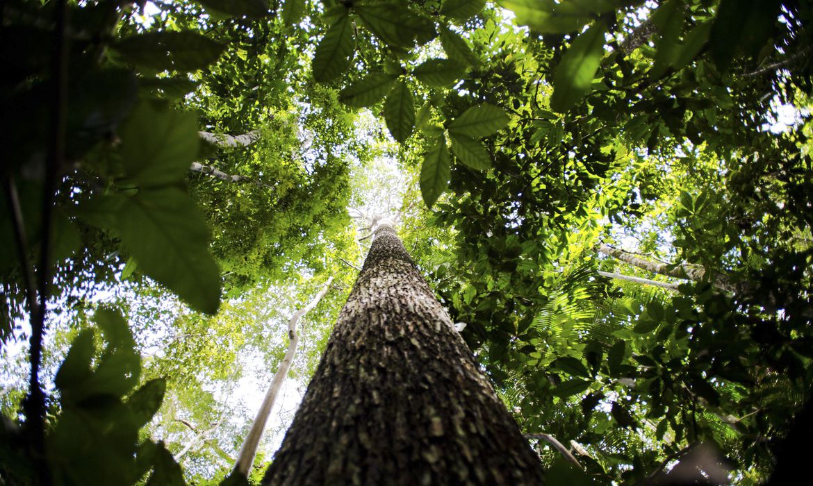 Criado em 2008, Fundo Amazônia, gerido pelo BNDES, recebe as primeiras doações dos EUA e da Suíça. Na imagem: Vista de baixo para cima de tronco de árvore e copas frondosas, ao redor, em vários tons de verde, com sol penetrando entre as folhas (Foto: Marcelo Camargo/Agência Brasil)