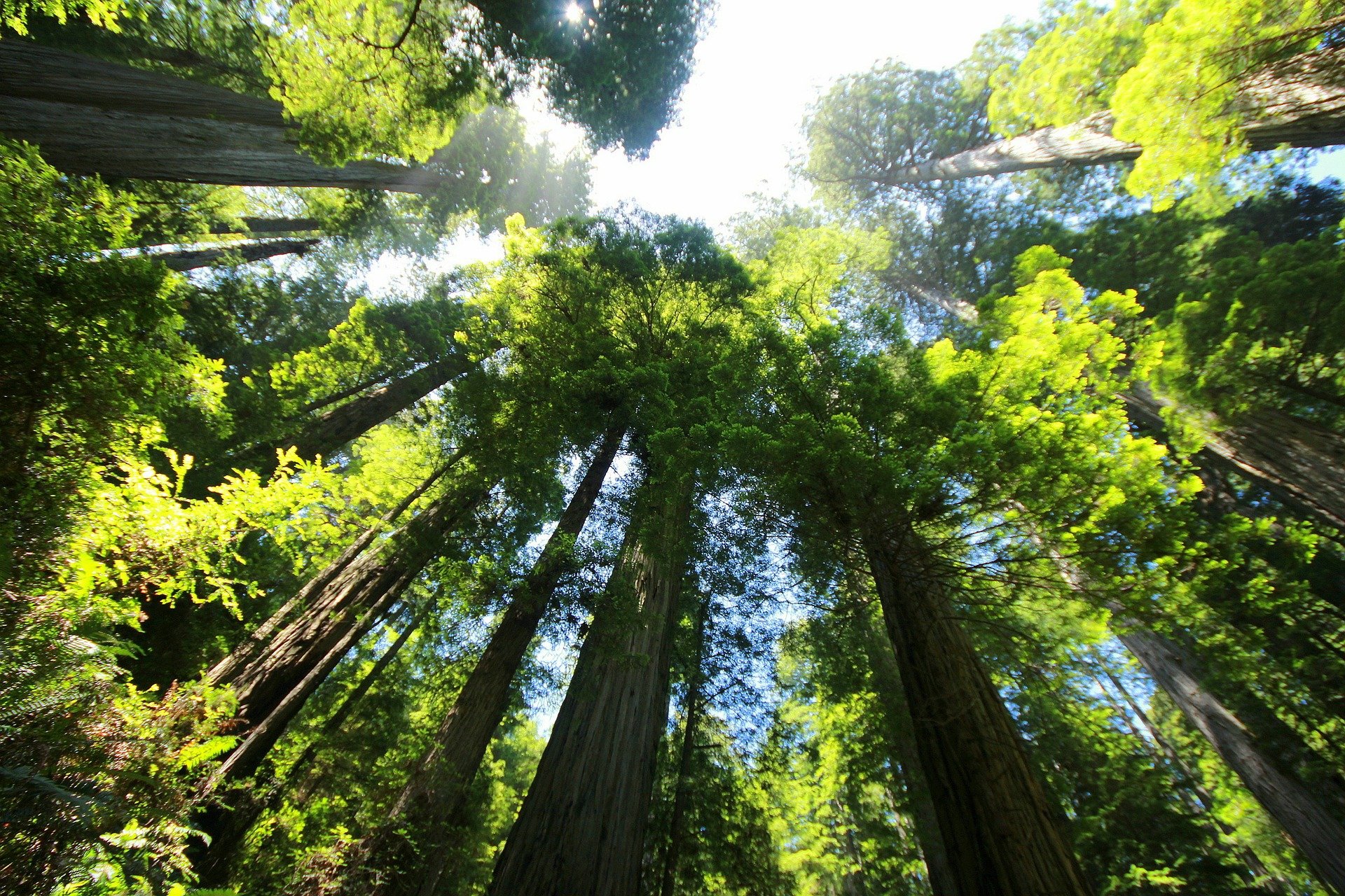 Floresta de sequoias fotografada de baixo para cima (Foto: Simi Luft/Pixabay)
